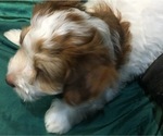 Small Photo #13 Havanese Puppy For Sale in FENTON, MO, USA