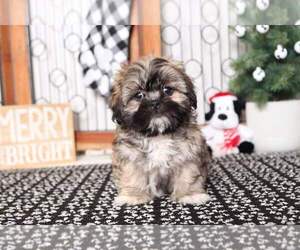 Shih Tzu Puppy for sale in NAPLES, FL, USA