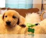Small Photo #8 Golden Retriever Puppy For Sale in CARLTON, GA, USA