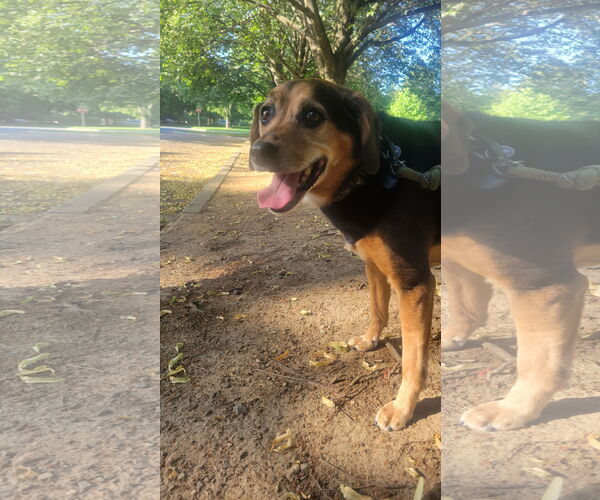 Medium Photo #7 Beagle-Unknown Mix Puppy For Sale in Oakhurst, NJ, USA