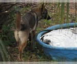 Small Photo #10 German Shepherd Dog Puppy For Sale in LAKELAND, FL, USA