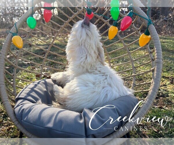 Medium Photo #31 Havachon Puppy For Sale in NIANGUA, MO, USA