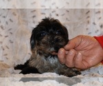 Small #3 Yorkiepoo mix (+ Poodle Toy)
