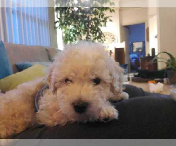 Medium Photo #1 Schnoodle (Miniature) Puppy For Sale in BRAINTREE, MA, USA