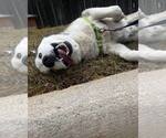 Small #4 Siberian Husky