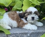 Small #1 Shih Tzu