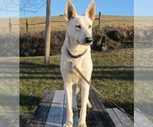 Father of the German Shepherd Dog puppies born on 03/03/2025