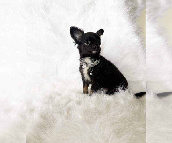 Medium Photo #4 Chihuahua Puppy For Sale in SACRAMENTO, CA, USA