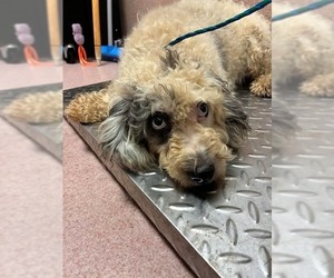 Poodle (Miniature)-Unknown Mix Dogs for adoption in Brewster, NY, USA
