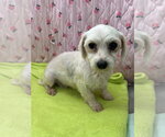 Small #5 Maltese