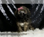Small Photo #24 Poodle (Miniature) Puppy For Sale in WARSAW, IN, USA