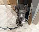 Small #7 American Pit Bull Terrier Mix