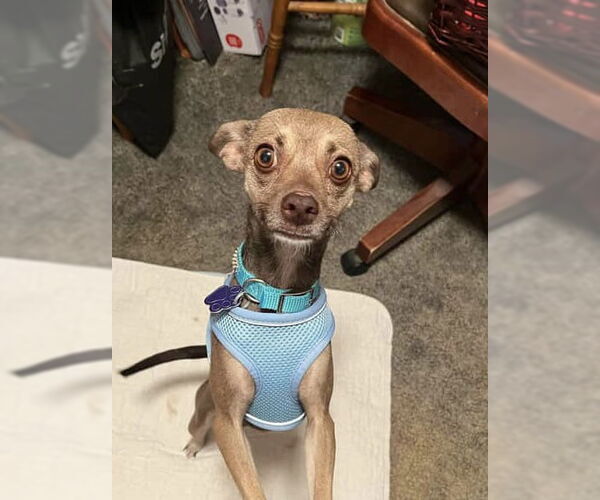 Medium Photo #3 Chihuahua Puppy For Sale in Bellevue, WA, USA