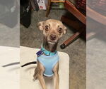 Small #2 Chihuahua