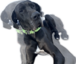 Small Photo #1 Great Dane Puppy For Sale in WILLIS, TX, USA