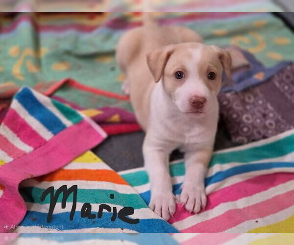 Medium Photo #5 German Shepherd Dog-Unknown Mix Puppy For Sale in Williamsburg, NM, USA