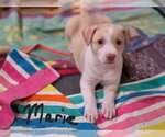 Small #4 German Shepherd Dog Mix