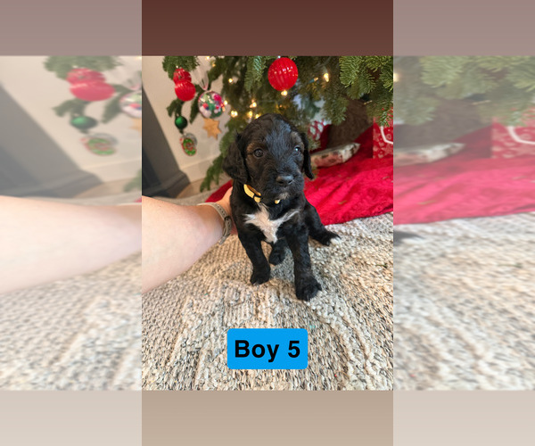 Medium Photo #3 Goldador Doodle Puppy For Sale in YELM, WA, USA