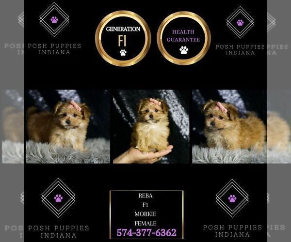 Medium Photo #45 Morkie Puppy For Sale in WARSAW, IN, USA