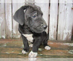 Great Dane Puppy for sale in KALAMAZOO, MI, USA