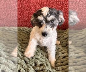 Poodle (Miniature) Puppy for sale in TEMPE, AZ, USA