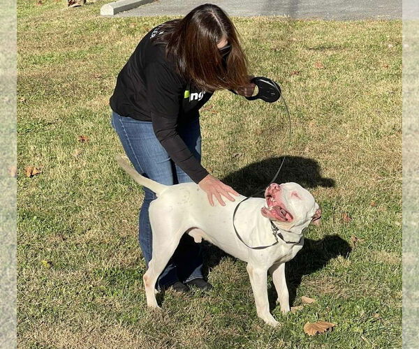 Medium Photo #3 Mutt Puppy For Sale in Low Moor, VA, USA