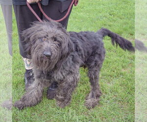 Laine - Female Mutt Dog for Adoption - Photo #3