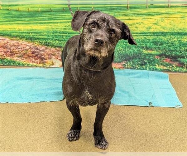 Medium Photo #1 Mutt Puppy For Sale in Moreno Valley, CA, USA
