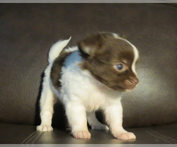 Medium Photo #23 Chihuahua Puppy For Sale in HAYES, VA, USA