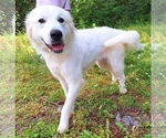 Small #3 Great Pyrenees Mix