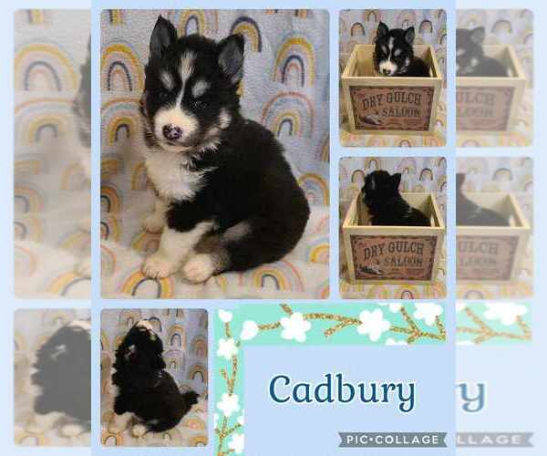 Medium Photo #1 Siberian Husky Puppy For Sale in FRIENDSHIP, NY, USA