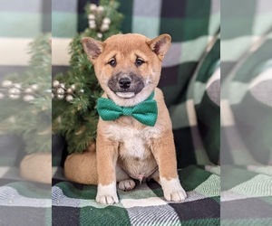 Shiba Inu Puppy for sale in OXFORD, PA, USA