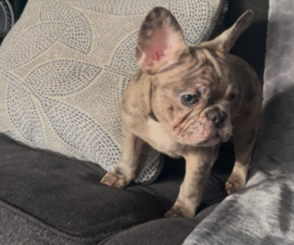 Medium Photo #5 French Bulldog Puppy For Sale in ANTIOCH, CA, USA