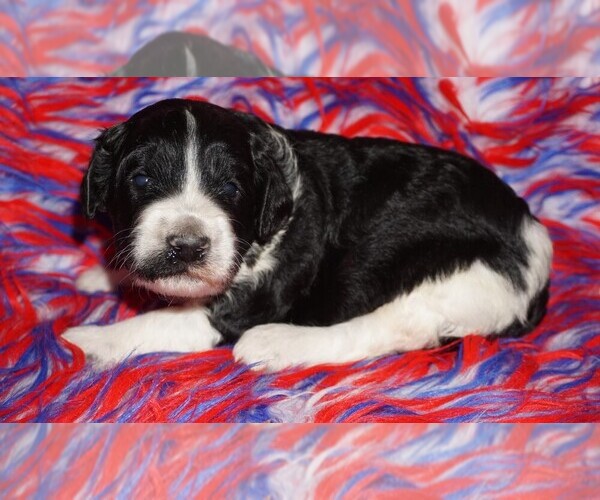 Medium Photo #1 Labradoodle Puppy For Sale in LA HABRA, CA, USA