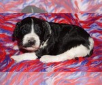 Image preview for Ad Listing. Nickname: black parti