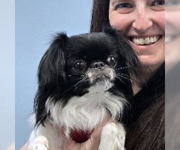 Medium Photo #1 Japanese Chin-Unknown Mix Puppy For Sale in Magnolia Springs, AL, USA