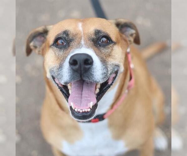 Medium Photo #1 Boxer-Unknown Mix Puppy For Sale in San Antonio, TX, USA