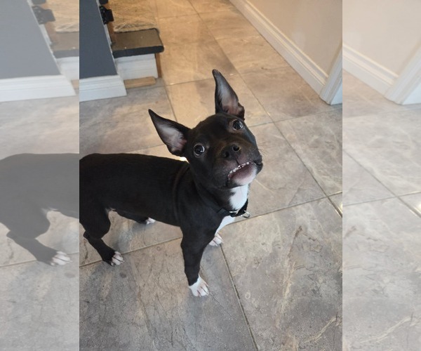 Medium Photo #10 American Bulldog-Unknown Mix Puppy For Sale in Oro Medonte, Ontario, Canada