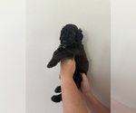 Small Photo #4 Bernedoodle Puppy For Sale in MOULTON, AL, USA