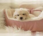 Small Photo #3 Maltipoo-Unknown Mix Puppy For Sale in FULLERTON, CA, USA