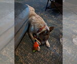 Small #2 Mutt