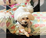 Small #3 Maltese