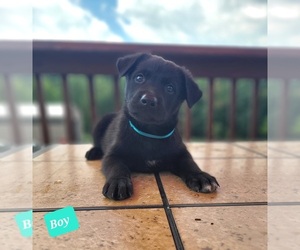 Shollie Puppy for sale in SMITHTON, PA, USA