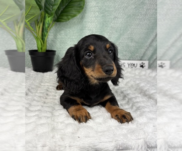 Medium Photo #7 Dachshund Puppy For Sale in FRANKLIN, IN, USA