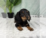 Small #6 Dachshund