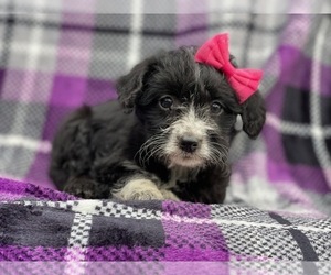 Bluetick Coonhound-Bordoodle Mix Puppy for sale in LAKELAND, FL, USA