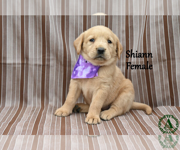 Medium Photo #10 Golden Labrador Puppy For Sale in BRIDGEWATER, VA, USA