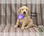 Small Photo #10 Golden Labrador Puppy For Sale in BRIDGEWATER, VA, USA