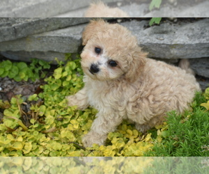 Bichpoo Puppy for sale in ELDORADO, OH, USA