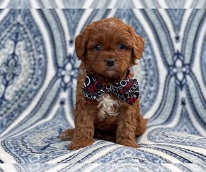 Cavapoo Puppy for sale in LAKELAND, FL, USA
